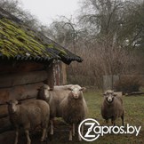Агроусадьба В хуторской тиши UTSISHY с сеновалом и сном на пчелах!11584